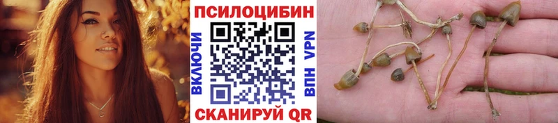 Псилоцибиновые грибы Psilocybe  Купить где  Лодейное Поле 